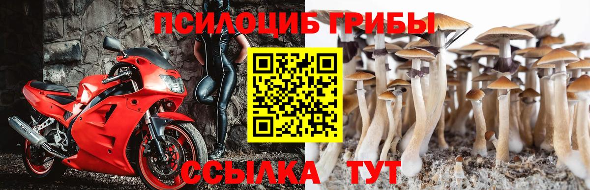 закладки  Вход с VPN  Вышний Волочёк  Галлюциногенные грибы Psilocybe 